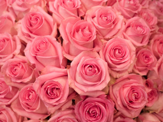 Obraz na płótnie Canvas ピンクのバラ