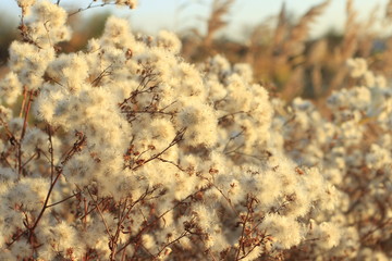 Fototapeta premium nature, plant, grass, winter, tree, branch, flower, autumn, field, spring, season, snow, ice, white, frost, summer, cold, dry, frozen, meadow, natural, sky, plants