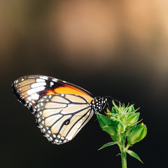 Closeup photo of a group of  amazing butterfly.