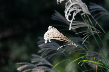Miscanthus sinensis