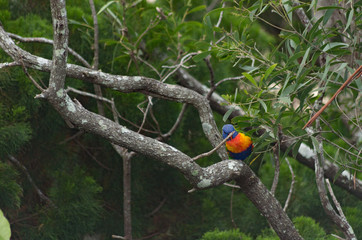 Lorikeet sitting on a branch feeding