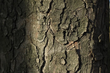 bark, tree, wood, texture, nature, brown, trunk, pattern, old, abstract, forest, rough, plant, oak, textured, natural, surface, closeup, wooden, backgrounds, timber, woods