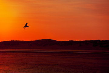 Fototapeta na wymiar Sunset on a Beach with a sea gull silhouetted against the orange sky