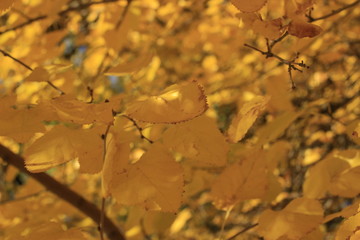 autumn, leaf, fall, leaves, nature, maple, tree, yellow, season, foliage, red, orange, forest, color, bright, branch, plant, colorful, seasonal, isolated, abstract, beautiful