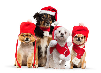 Border collie with christmas hat and scarf, Maltese wearing Sant