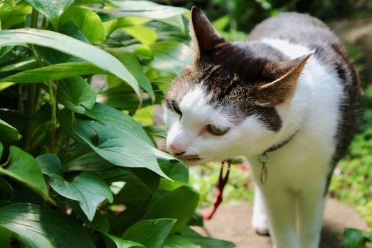 匂いをかぐ猫