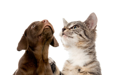 Puppy Labrador retriever chocolate, European Shorthair kitten, i