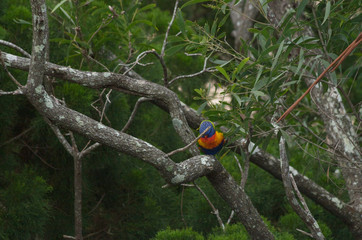 Lorikeet sitting on a branch feeding