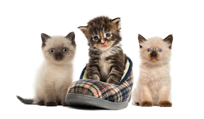 Maine coon kitten, British Shorthair Kitten, in front of white b