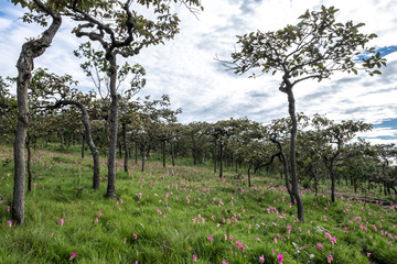 Dok krachiao blooming or Siam-Tulip festival Chaiyaphum Thailand