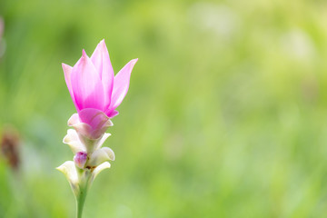 Fototapeta premium close up of Dok krachiao blooming or Pink Siam-Tulip festival Chaiyaphum Thailand
