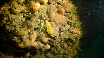  Nudibranch slug Felimare picta