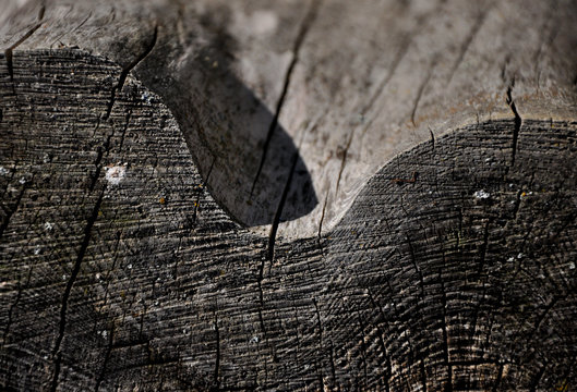 grey tree stum in mountain