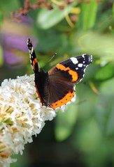 Admiral auf Sommerflieder