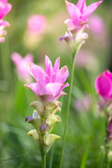 Fototapeta premium close up of Dok krachiao blooming or Pink Siam-Tulip festival Chaiyaphum Thailand