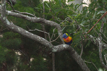 Lorikeet sitting on a branch feeding