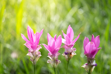 Obraz na płótnie Canvas close up of Dok krachiao blooming or Pink Siam-Tulip festival Chaiyaphum Thailand