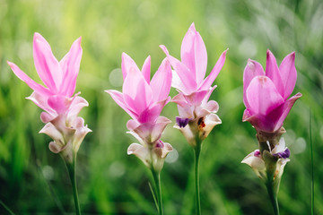 close up of Dok krachiao blooming or Pink Siam-Tulip festival Chaiyaphum Thailand