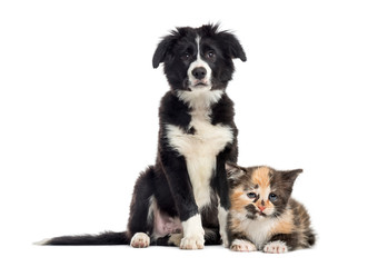Puppy border collie and European Shorthair kitten, in front of w