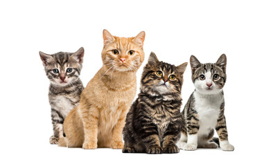 American Polydactyl kitten, European cat, kitten domestic cat, S