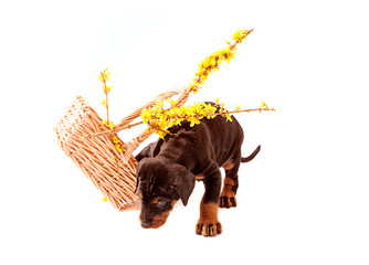Dobermann Puppy tipping flower basket over