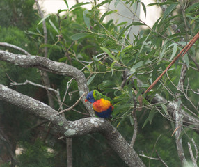 Lorikeet sitting on a branch yawning