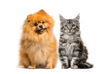 Maine coon kitten, Spitz dog, in front of white background