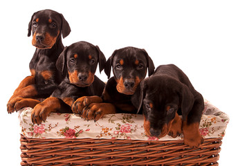 Four Dobermann Puppies in Wicker Basket