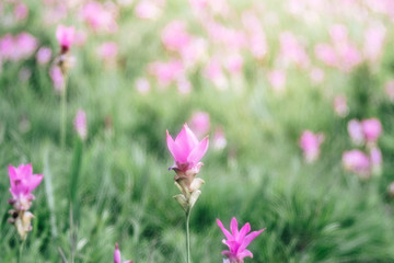 close up of Dok krachiao blooming or Pink Siam-Tulip festival Chaiyaphum Thailand