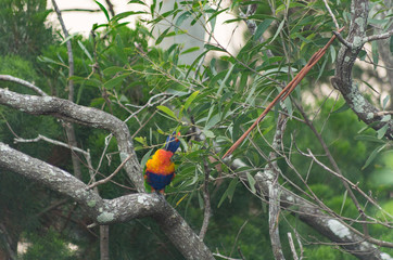 Lorikeet sitting on a branch feeding