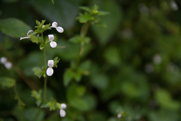 Wild white grass flower