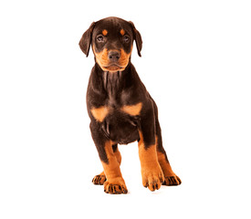 Dobermann Puppy Standing facing camera, one foot lifted up slightly off the floor, isolated on white background