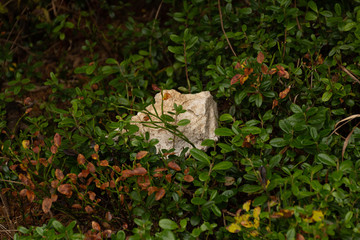 Katrin Salzkammergut Walking