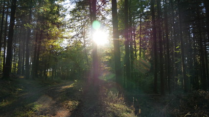 Obraz premium Gegenlicht im Wald - Sonne