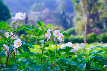 Potato farming field