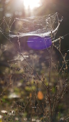 Spinnweben im Wald