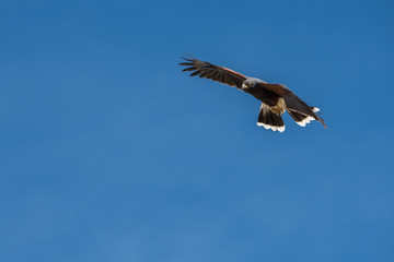 osprey in flight