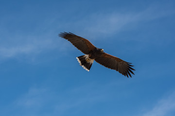 Fototapeta premium hawk in flight