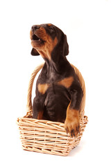 Vocal Dobermann Puppy sitting in a basket with paw on edge and howling