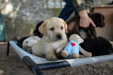 cute little labrador retriever dog puppy outdoors in nature 