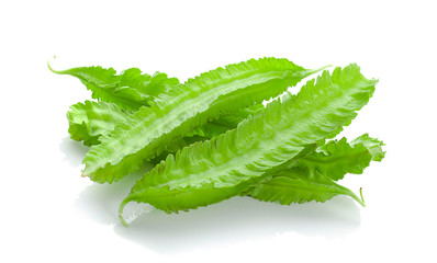 winged bean on white background