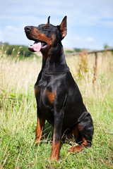 Sitting Cropped Male Dobermann with tongue hanging out.  Black dog in a field