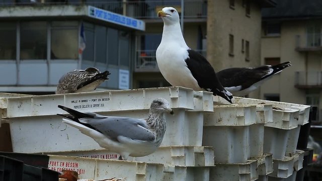 Gulls eating rests of St James shell in the harbour at Courseulles sur Mer.