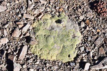 Tibet, scale lichen at an altitude of more than 5000 meters