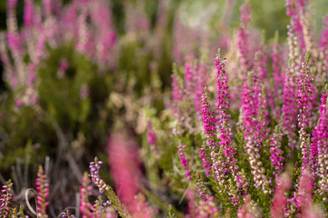 Purple heather on the moor