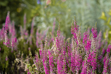Fototapeta premium Purple heather on the moor