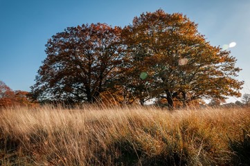 Fototapeta premium Autumn trees in high grass field