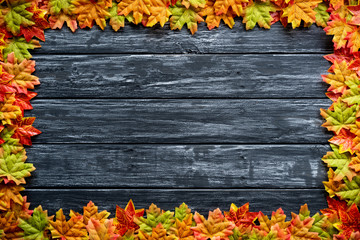Colorful Autumn leaves on a black wooden table background. autumn, Thanksgiving, Halloween, seasonal nature sign with painted wooden copy space.