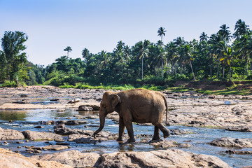 Fototapeta na wymiar Herd of elephants bathing in river of Sri Lanka.