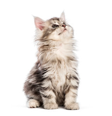 Obraz premium Maine coon kitten, 8 weeks old, in front of white background